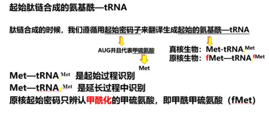 蛋白质合成过程