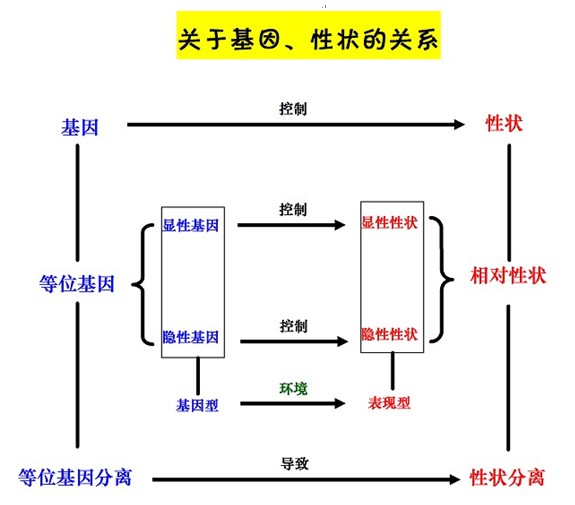 新东方名师版高中生物知识点:关于基因,性状的关系
