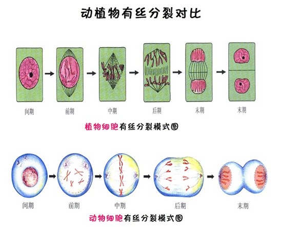 新东方名师版高中生物知识点:动植物有丝分裂对比