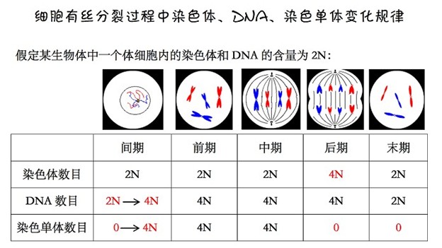 新东方名师版高中生物知识点:动植物有丝分裂对比