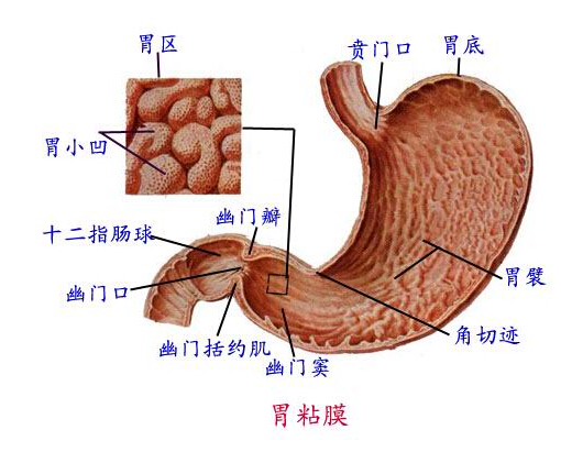 考研西医综合资料