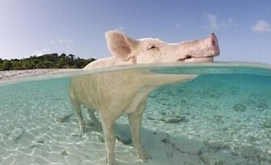 游泳猪蹿红网络变身加勒比沙滩宝贝