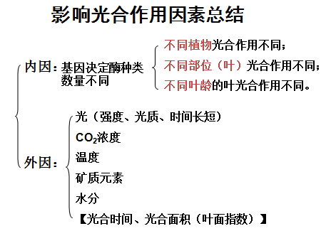初一生物教案:第四节 光合作用(7)