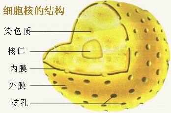 细胞核结构平面图图片