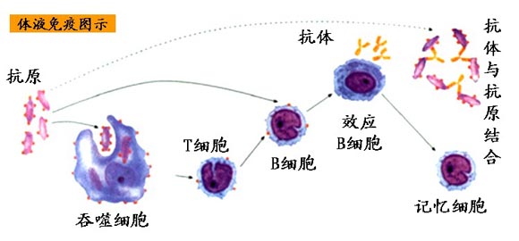 体液免疫过程图解图片