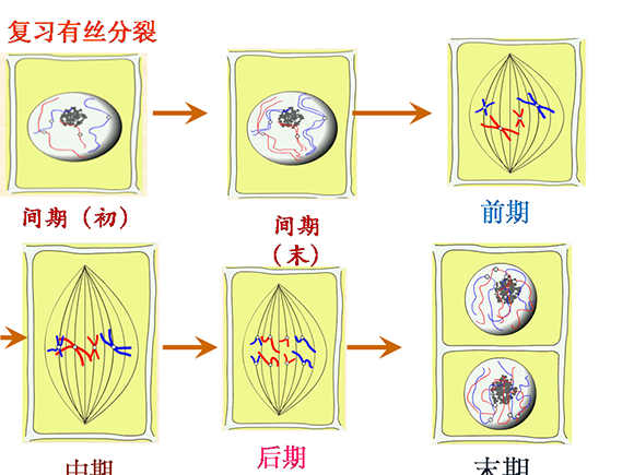 高一生物教案:減數分裂(4)