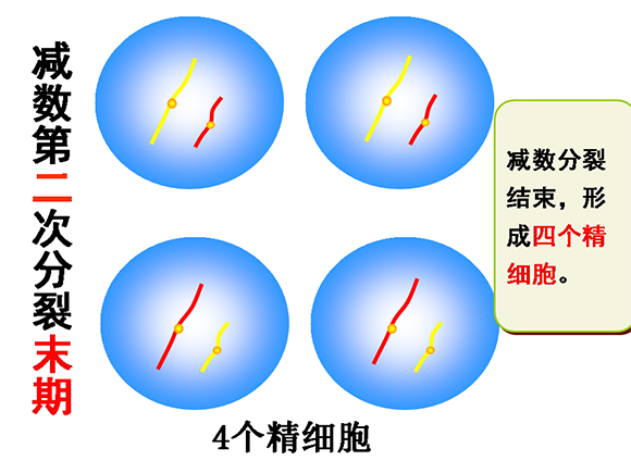 高一生物教案减数分裂和受精作用2