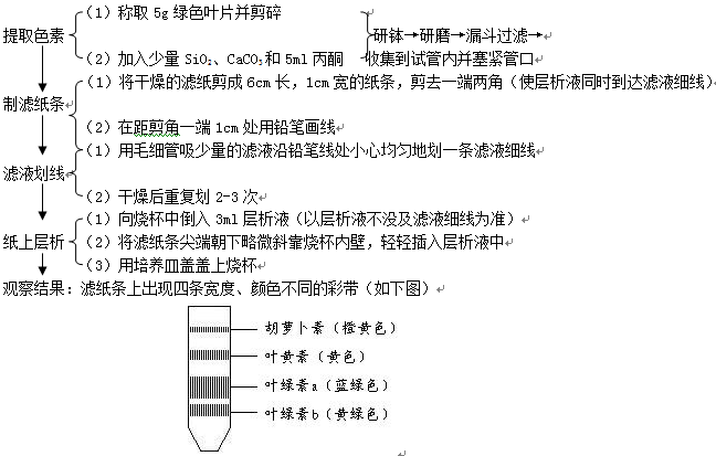 [高中生物实验]叶绿体中色素的提取和分离