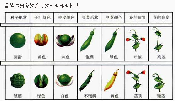 豌豆品种图片介绍图片
