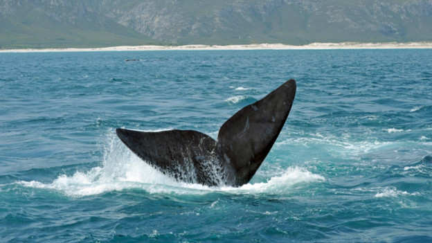 at 30 metres long, the blue whale is largest animal on the