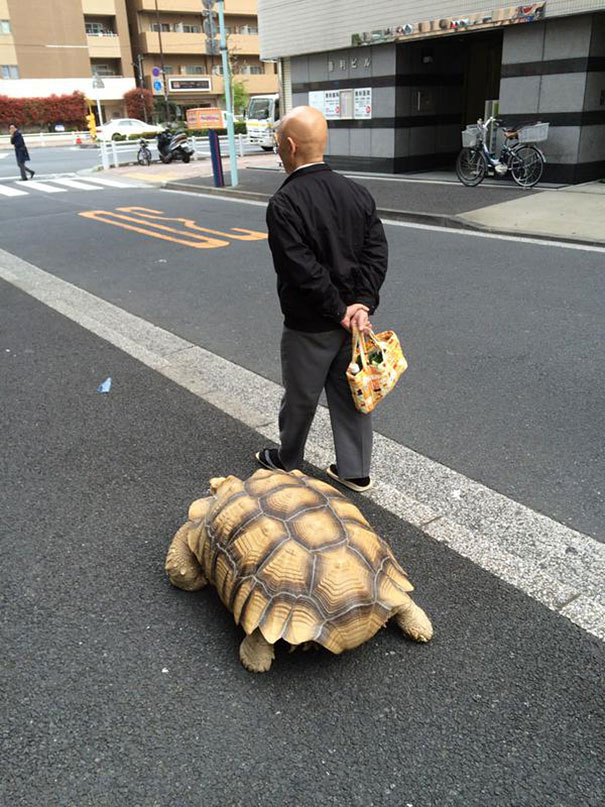 日本爷爷街头遛了只非洲象龟(组图)