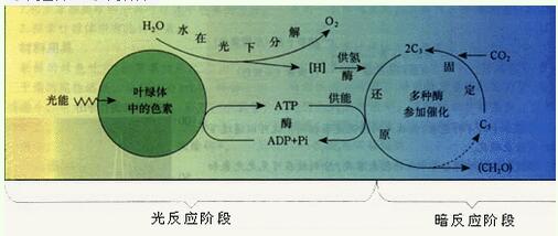 2016高考生物知識點:光合作用的過程