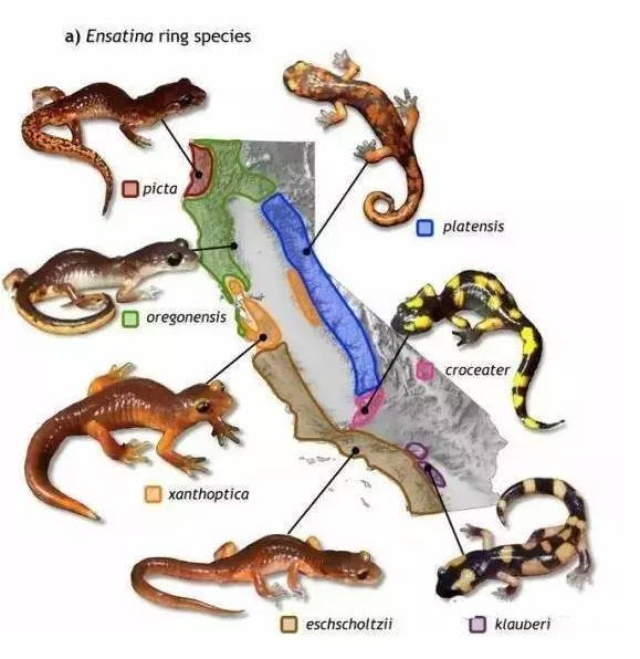 subjected to different selective pressures,allopatric speciation