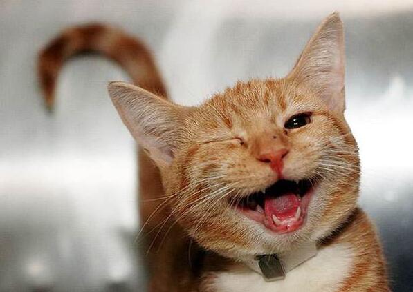 新概念英语第四册学习资料笑的各种表达