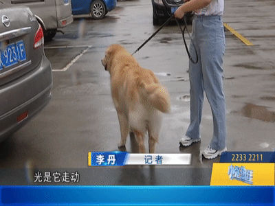 梦见一只狗追着女朋友跑,解读梦境中的情感纠葛与内心挣扎 梦见一只狗追着女朋友跑,解读梦境中的情感纠葛与内心挣扎