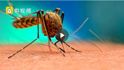 哪个国家的人吃蚊子 15979171264767.png