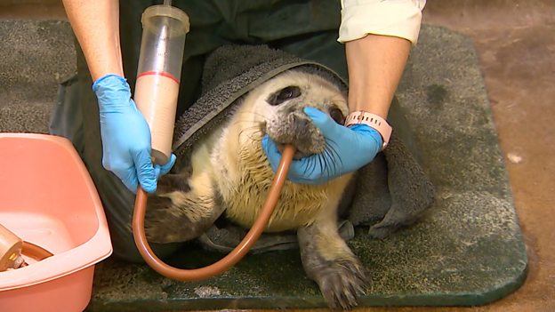 Storm-orphaned seals 救助在风暴中失去母亲的小海豹