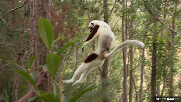 UK zoo celebrates first 'dancing lemur' born in Europe