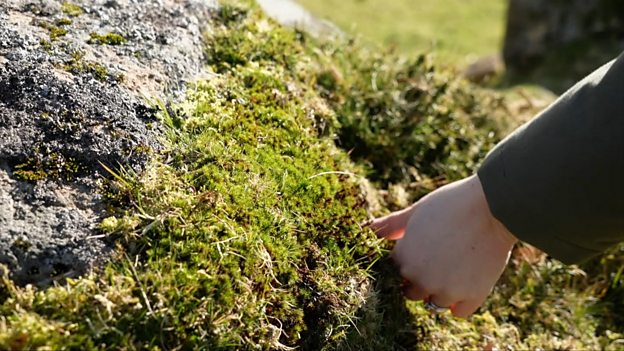 Environmental artists begin Dartmoor moss-growing project