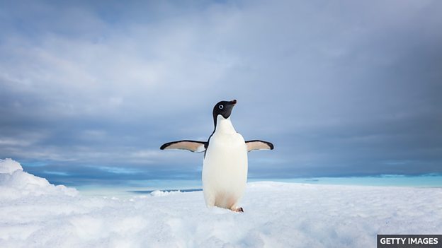 Antarctica penguins: How too much ice triggered population decline