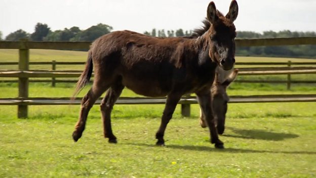 Miniature donkey given new lease of life with pacemaker