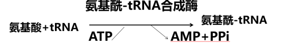 西综考研蛋白质的合成过程