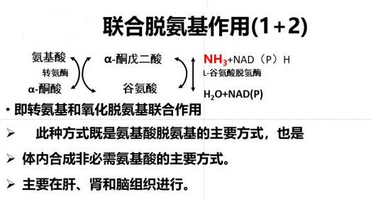 氨基酸脱氨基作用