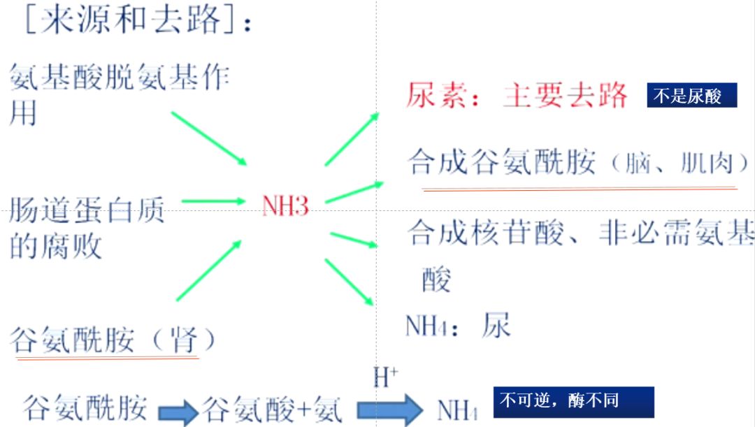 氨的来源去路图解